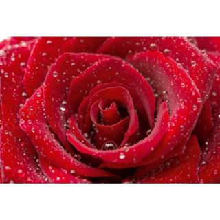 👉 Fotobehang rood rose vlies multikleur Dimex Red 375x250cm 5-banen 8592900111389