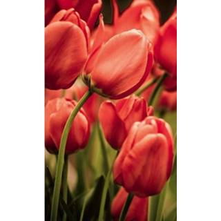 Fotobehang rood vlies multikleur Dimex Red Tulips 150x250cm 2-banen 8592900130922