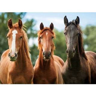 👉 Placemat paa active drie paarden 3D 30 x 40 cm