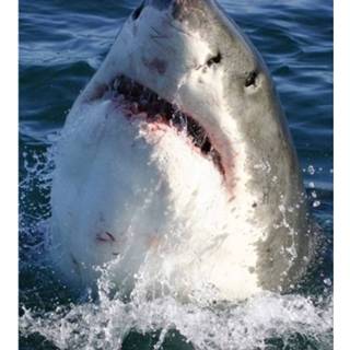 👉 Fotobehang vlies multikleur Dimex Shark 225x250cm 3-banen 8592900122170