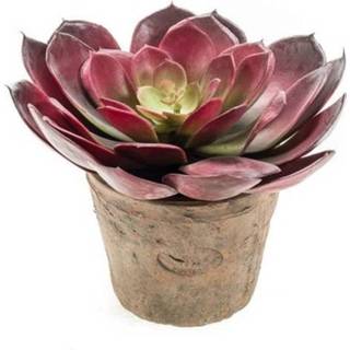 👉 Kunstplant bordeaux active Echeveria pelusida plant in pot