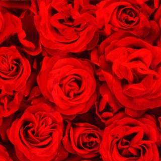 👉 Rood rode papier met roosjes op rol 200 cm