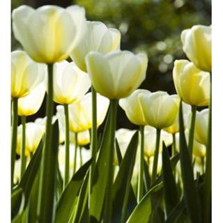 👉 Fotobehang wit vlies multikleur Dimex White Tulips 225x250cm 3-banen 8592900121272
