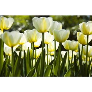 👉 Fotobehang wit vlies multikleur Dimex White Tulips 375x250cm 5-banen 8592900111273