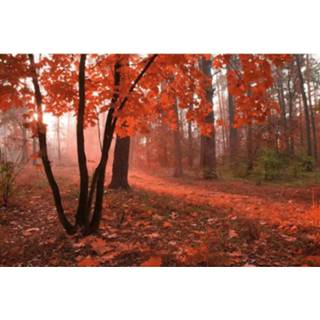 👉 Fotobehang vlies multikleur Dimex Misty Forest 375x250cm 5-banen 8592900110955