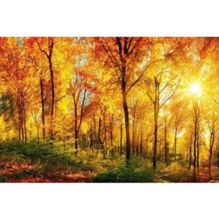 👉 Fotobehang vlies multikleur Dimex Sunny Forest 375x250cm 5-banen 8592900110672