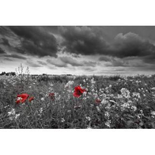 👉 Fotobehang zwart vlies multikleur Dimex Poppies Black 375x250cm 5-banen 8592900110917