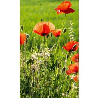 Fotobehang vlies multikleur Dimex Poppy Field 150x250cm 2-banen 8592900130625