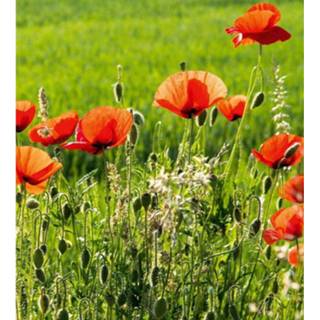 👉 Fotobehang vlies multikleur Dimex Poppy Field 225x250cm 3-banen 8592900120923