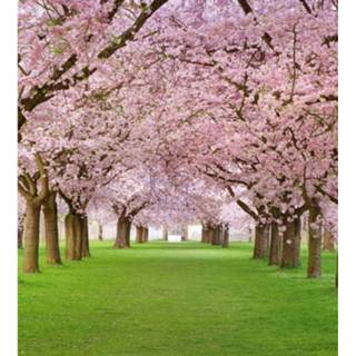 👉 Fotobehang vlies multikleur Dimex Cherry Trees 225x250cm 3-banen 8592900121050