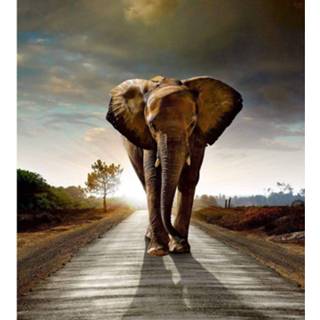 👉 Fotobehang vlies multikleur Dimex Walking Elephant 225x250cm 3-banen 8592900122255
