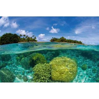 👉 Fotobehang vlies multikleur Dimex Coral Reef 375x250cm 5-banen 8592900112003