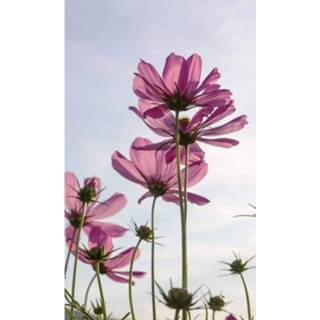 Fotobehang vlies multikleur Dimex Cosmos Flowers 150x250cm 2-banen 8592900131066