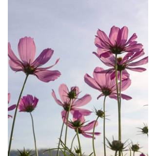 👉 Fotobehang vlies multikleur Dimex Cosmos Flowers 225x250cm 3-banen 8592900121456