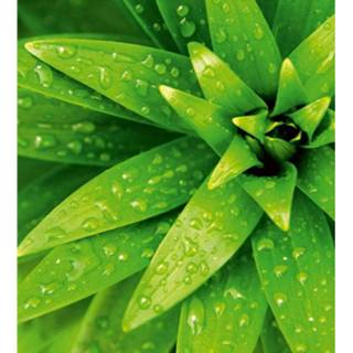 👉 Foliage vlies multikleur Dimex Fresh Fotobehang 225x250cm 3-banen 8592900121531