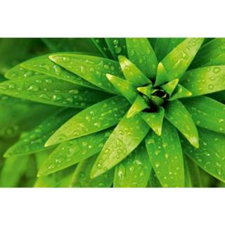 👉 Foliage vlies multikleur Dimex Fresh Fotobehang 375x250cm 5-banen 8592900111532