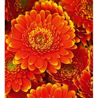 👉 Fotobehang vlies multikleur Dimex Gerbera 225x250cm 3-banen 8592900121319