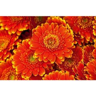 👉 Fotobehang vlies multikleur Dimex Gerbera 375x250cm 5-banen 8592900111310