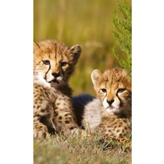 👉 Fotobehang vlies multikleur Dimex Cheetah 150x250cm 2-banen 8592900131684
