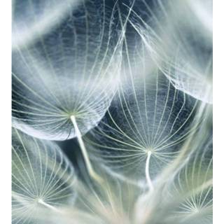 👉 Fotobehang vlies multikleur Dimex Dandelion Macro 225x250cm 3-banen 8592900121234