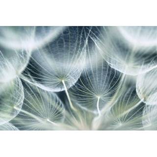 👉 Fotobehang vlies multikleur Dimex Dandelion Macro 375x250cm 5-banen 8592900111235