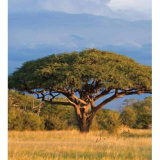 👉 Fotobehang vlies multikleur Dimex Acacia Tree 225x250cm 3-banen 8592900120978