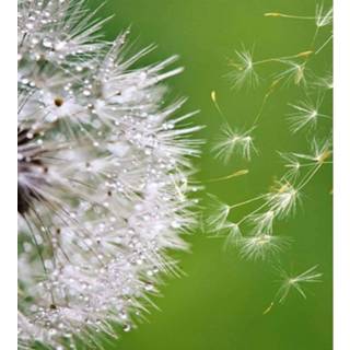 👉 Fotobehang vlies multikleur Dimex Blowing Dandelion 225x250cm 3-banen 8592900121210