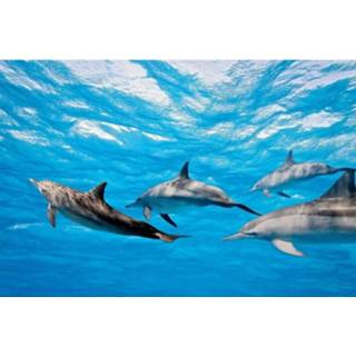 👉 Fotobehang vlies multikleur Dimex Dolphins 375x250cm 5-banen 8592900112188