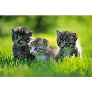 👉 Fotobehang vlies multikleur Dimex Kittens 375x250cm 5-banen 8592900112225