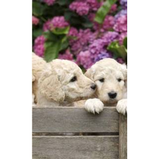 👉 Fotobehang vlies multikleur Dimex Labrador Puppies 150x250cm 2-banen 8592900131653