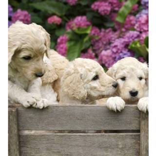 👉 Fotobehang vlies multikleur Dimex Labrador Puppies 225x250cm 3-banen 8592900122248