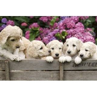 👉 Fotobehang vlies multikleur Dimex Labrador Puppies 375x250cm 5-banen 8592900112249
