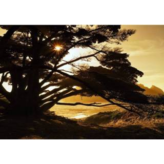 👉 Fotobehang vlies multikleur Komar Perfect Moment 400x280cm 8-banen 4055065400209