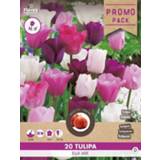 👉 Roze Florex Tulp Pink Fantasy - Bloembollen 20 stuks 8713339973045