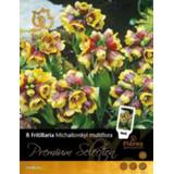 👉 Kievitsbloem kastanjebruin goud Maroon Florex Fritillaria Michailovskyi Multiflora - Bloembollen Maroon/Goud 8 stuks 8713339143882