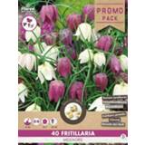 👉 Kievitsbloem paars wit paars-wit Florex Meleagris - Bloembollen Paars/Wit 40 stuks 8713339973601