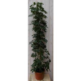 👉 Groen One Size Kamerplant Schefflera Vingersboom donkergroen 120 cm 8719269408381
