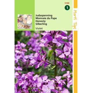 👉 Judaspenning violet One Size GeenKleur 2 stuks Lunaria Annua Biennis 8719269082765