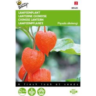 👉 Lampionplant One Size GeenKleur 2 stuks Physalis franchetti gigantea 8719269077518