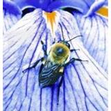 👉 Bumblebee (hommel) 8717624994050