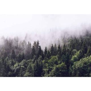 👉 Fotobehang Wizard+genius Foggy Forest 366x254cm 8-banen 4063129056835