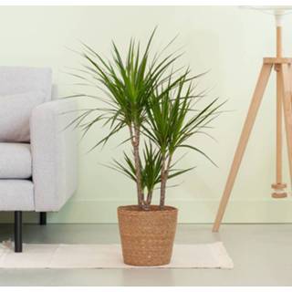 👉 Dracaena Marginata - Drakenbloedboom - P21