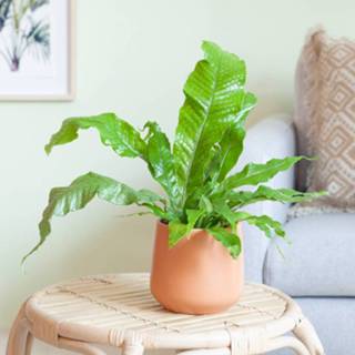 👉 Microsorum Crocodyllus  - P12