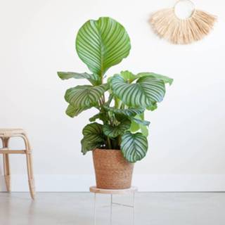👉 Calathea Orbifolia - Schaduwplant - P19