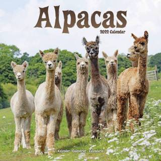 👉 Kalender multi papier Dieren 2022 alpacas/lamas 30 cm