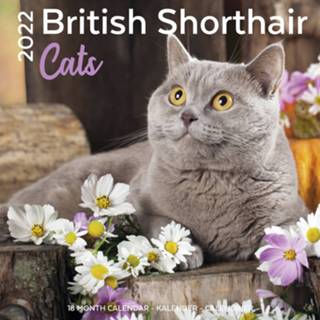 👉 Kalender multi papier Huisdieren/dieren 2022 Britse korthaar katten/poezen 30 cm