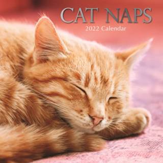 👉 Kalender multi papier Huisdieren/dieren 2022 katten/poezen dutjes 30 cm