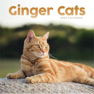👉 Kalender rode multi papier Huisdieren/dieren 2022 katten/poezen 30 cm