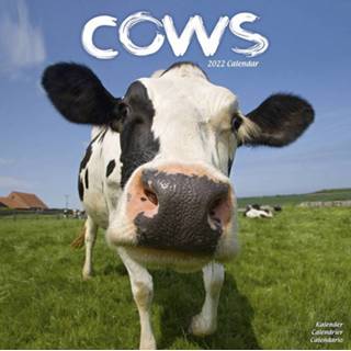 👉 Kalender multi papier Boerderijdieren/dieren 2022 koeien 30 cm