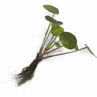 Kunstplant active Coco maison Pilea bush with roots 8719911316538